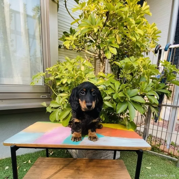 take 様のお迎えした子犬