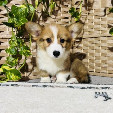 ウェルシュ・コーギー・ペンブローク【千葉県・男の子・2025年8月27日・茶色(レッドアンドホワイト)】の写真「しっぽつきの男の子👦❤️当日お迎え応相談」