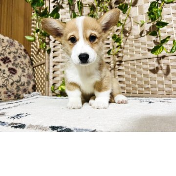 ウェルシュ・コーギー・ペンブローク【千葉県・男の子・2025年8月27日・茶色(レッドアンドホワイト)】の写真「しっぽつきの男の子👦❤️当日お迎え応相談🙆‍♀」