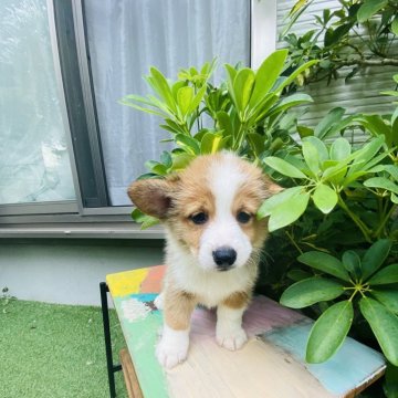 ミックス(コーギー×豆柴犬)【千葉県・男の子・2025年8月22日・茶色】の写真「かっこいい男の子👦」