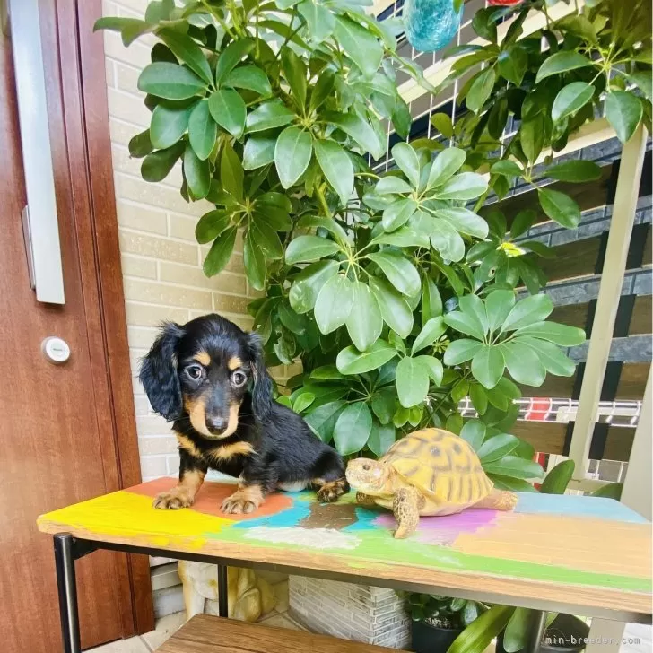 ID：2407-04735の子犬