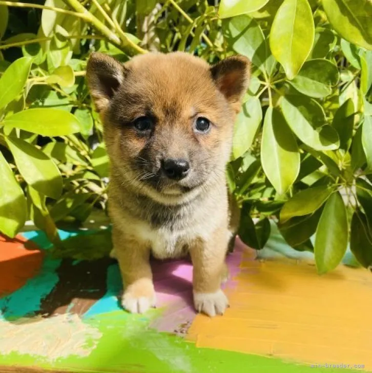 ID：2310-03783の子犬