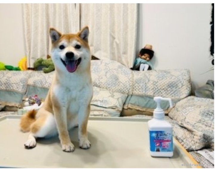 豆柴【・女の子・2021年5月23日・赤】