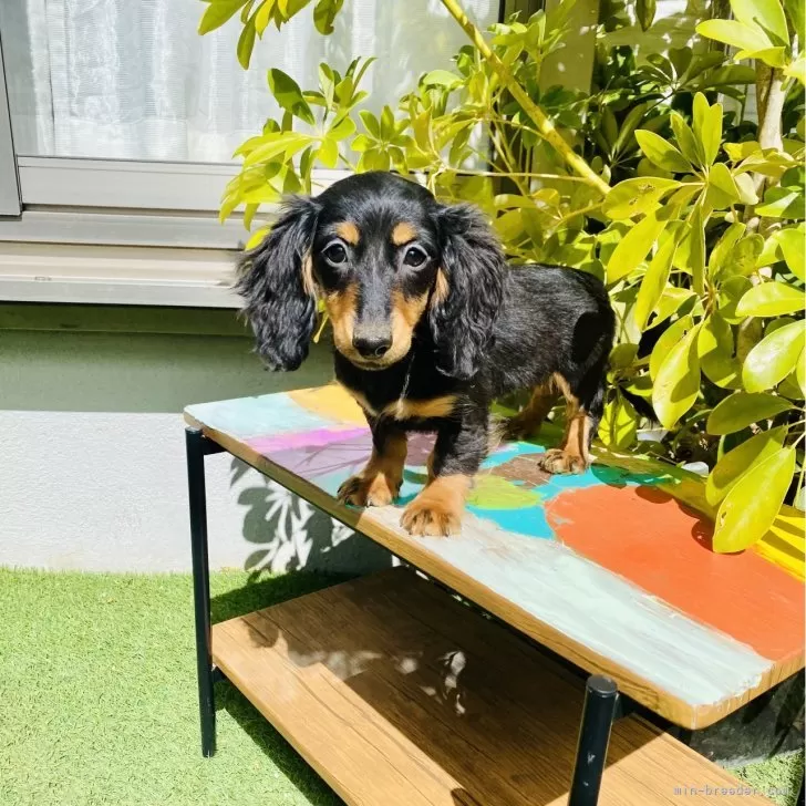 ID:2401-01885の子犬