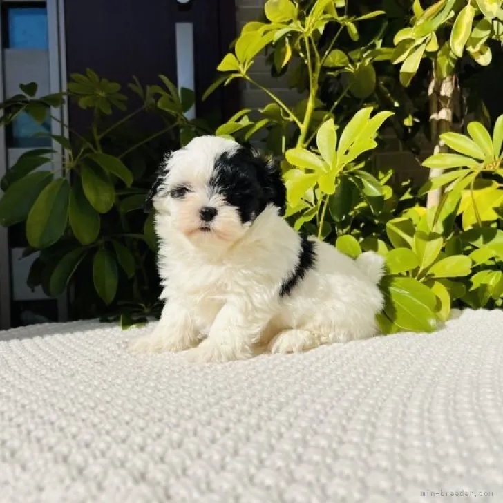 ID：2303-00107の子犬