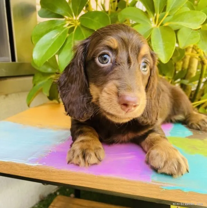 ID:2307-01203の子犬