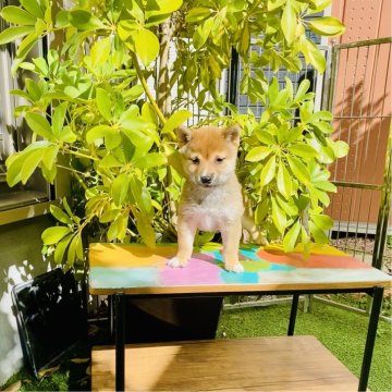 柴犬(豆柴)【千葉県・女の子・2023年12月10日・赤】の写真「可愛い女の子✨👧当日お迎え🆗」