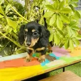 ミニチュアダックスフンド(ロング)【千葉県・女の子・2023年11月28日・ブラック&amp;タン】の写真5「2/11」