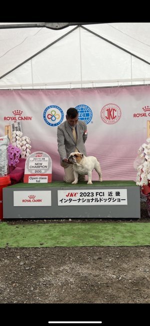 井上　耕盛(いのうえ　こうせい)ブリーダー(熊本県・柴犬・JKC登録)の紹介写真1