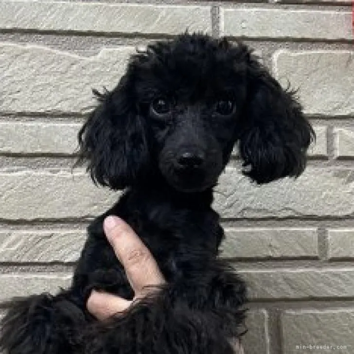 ID:2210-01931の子犬