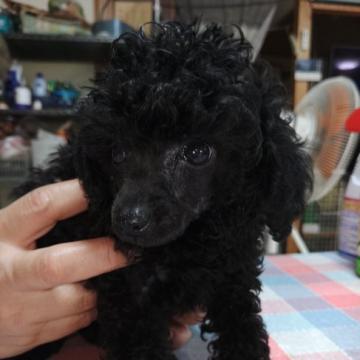 トイプードル(ティーカップ)【沖縄県・男の子・2022年8月5日・ブラック】の写真「小さめでとてもかわいらしい男の子です。写真より実物」