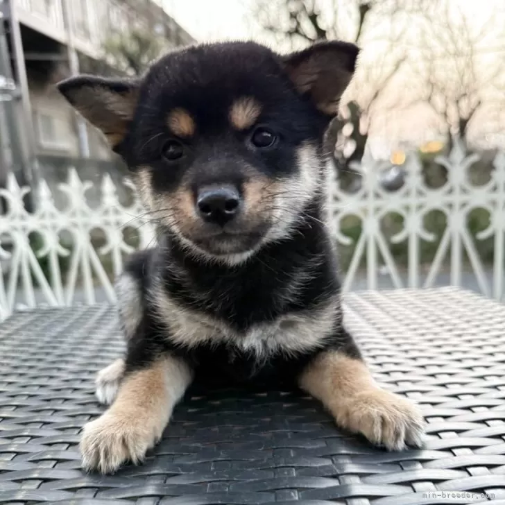 ID:2505-00635の子犬