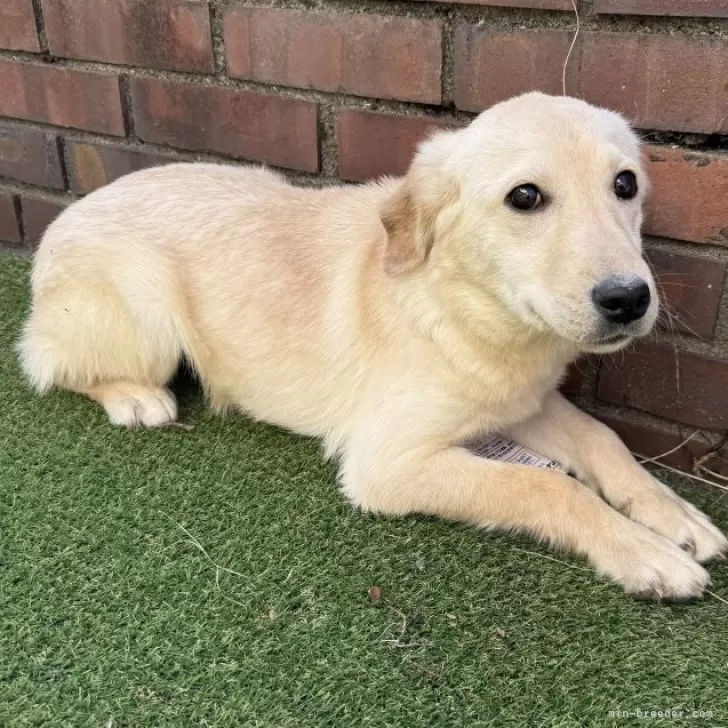 ID:2503-05281の子犬