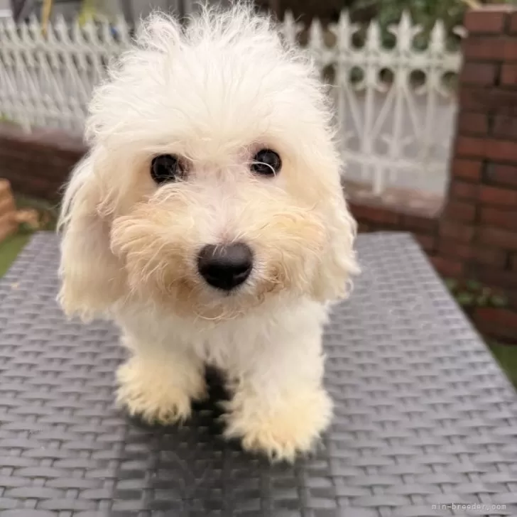 ビションフリーゼ【埼玉県・男の子・2025年6月7日・ホワイト】の写真1