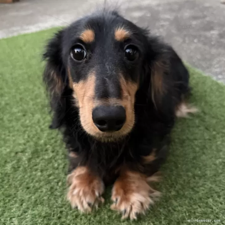 ID：2409-06307の子犬