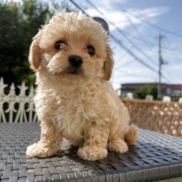 チワプー(チワワ×トイプードル)【埼玉県・男の子・2025年4月28日・クリーム】の写真「人懐っこい！ふわふわ！」