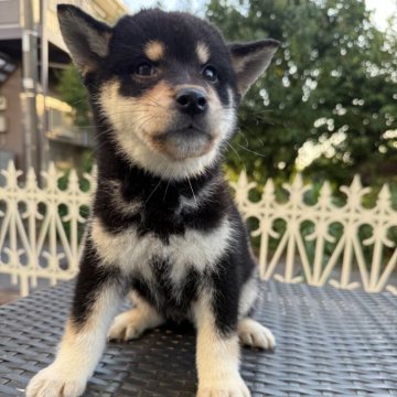 柴犬(標準サイズ)【埼玉県・女の子・2025年3月22日・黒】の写真「優しくて、人懐っこい！」
