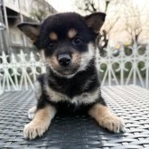柴犬(豆柴)