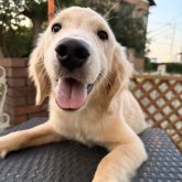 ゴールデンレトリバー