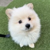 ポメラニアン