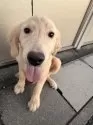 ゴールデンレトリバー【埼玉県・男の子・2025年5月7日・ゴールデン】の写真5