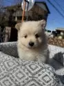 ポメラニアン【埼玉県・男の子・2024年11月14日・クリーム】の写真8
