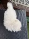 ポメラニアン【埼玉県・男の子・2025年5月31日・クーリム】の写真8