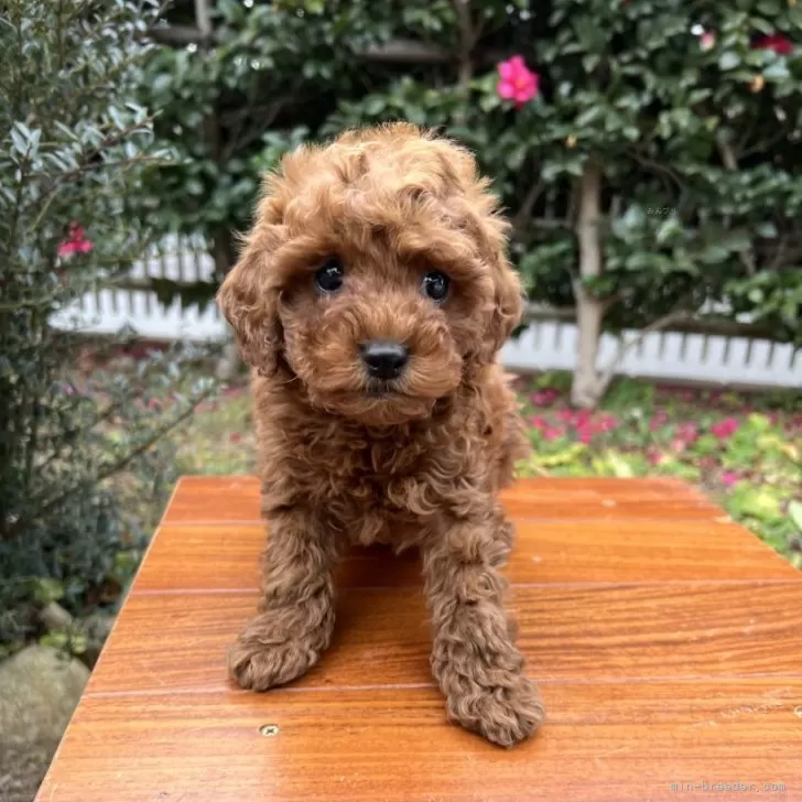 ID：2402-00474の子犬