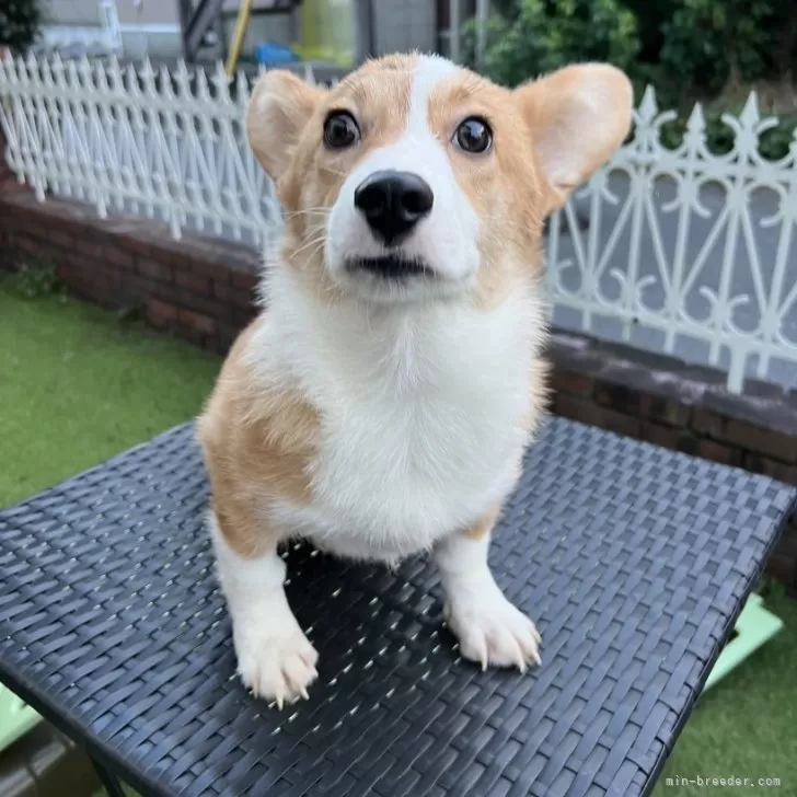 ID:2405-07084の子犬