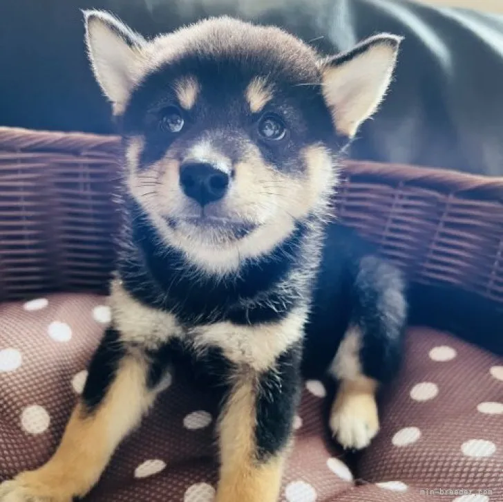 かず 様のお迎えした子犬