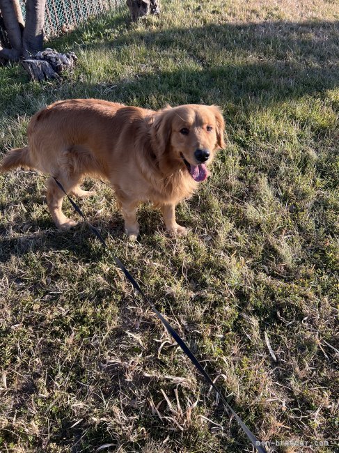 ゴールデンレトリバー【・男の子・2022年6月15日・ゴールデン】