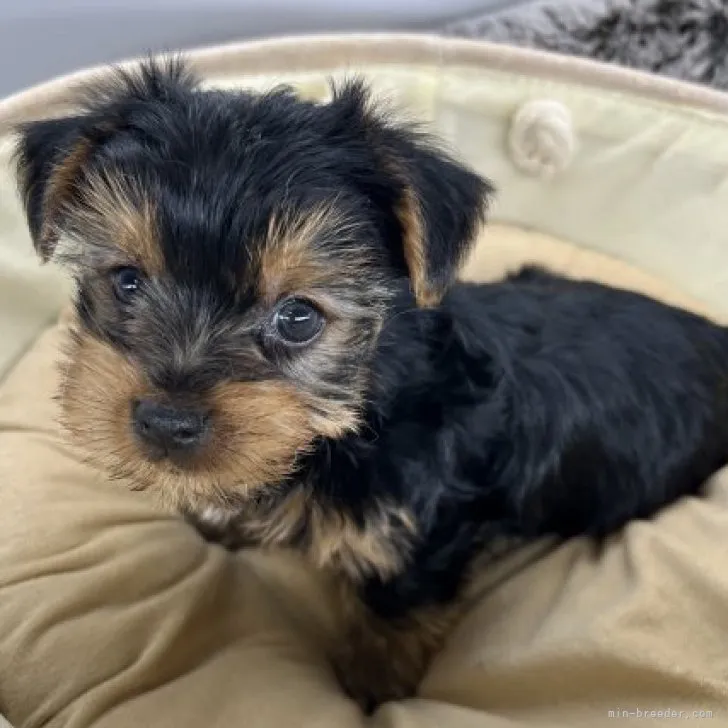 またり 様のお迎えした子犬