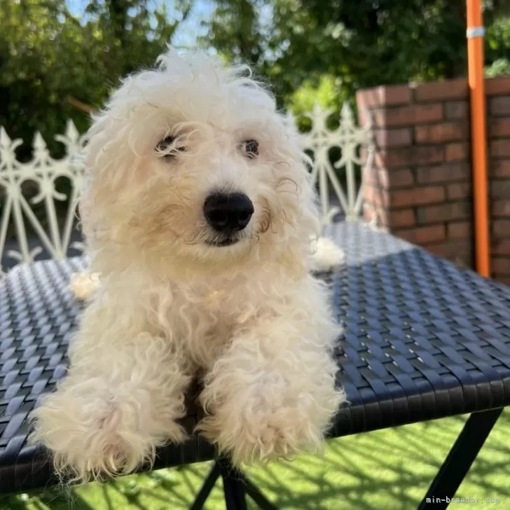 ID:2409-06318の子犬