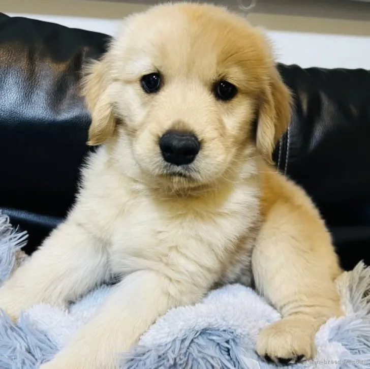 ID：2304-00466の子犬