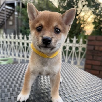 柴犬(豆柴)【埼玉県・男の子・2024年8月16日・赤】の写真「元気いっぱい！！」