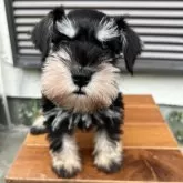 ミニチュアシュナウザー【埼玉県・男の子・2024年1月27日・ブラック&シルバー】の写真1