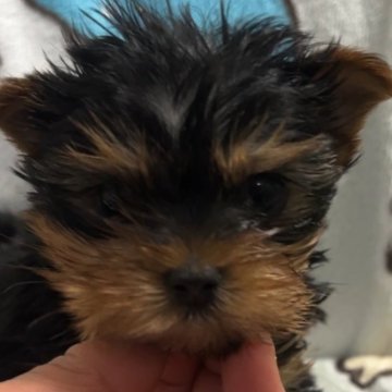 ヨークシャーテリア【埼玉県・女の子・2024年1月4日・スチールブルー&タン】の写真「可愛いお顔の女の子」