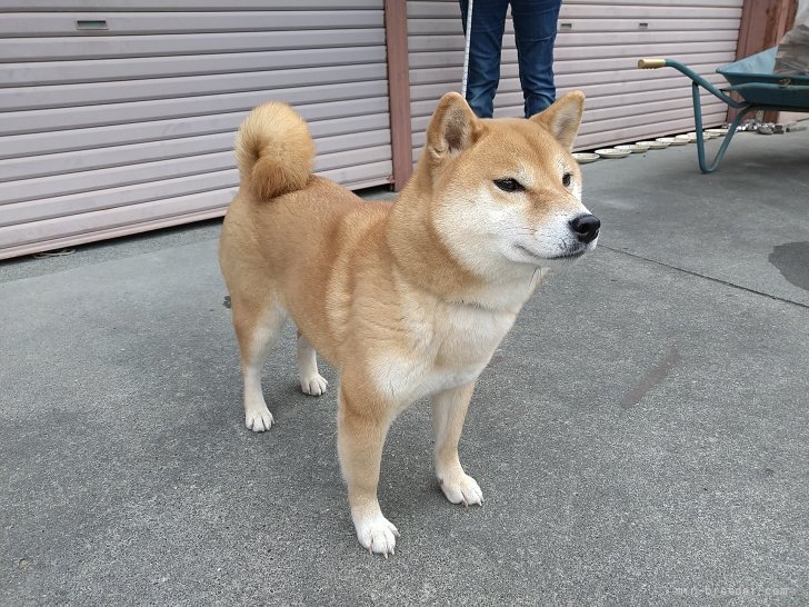 アーモンドのような理想的な目をした成犬です。｜鷲山　義昭(わしやま　よしあき)ブリーダー(静岡県・柴犬など・JKC/日本犬保存会/KCジャパン登録)の紹介写真2