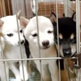 豆柴【静岡県・男の子・2025年6月14日・白】の写真11「向かって左の子犬です」