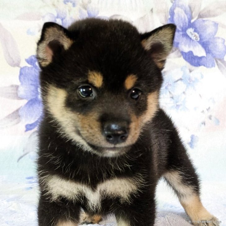 豆柴　0324 豆柴【静岡県・男の子・2025年7月25日・黒】父親似の元気な