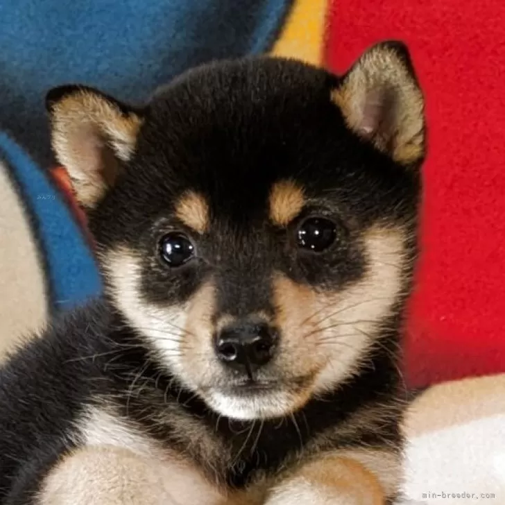 豆柴【静岡県・女の子・2025年9月12日・黒】の写真1