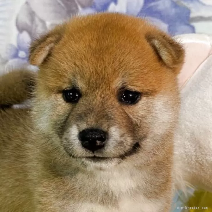 柴犬(標準サイズ)【静岡県・女の子・2025年5月17日・赤】の写真1