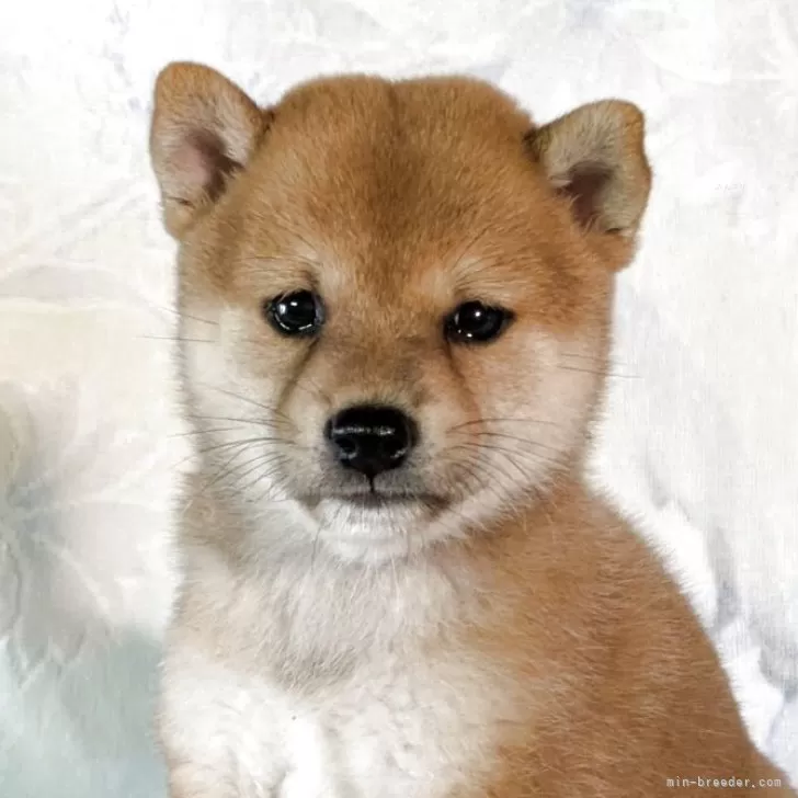 S.K 様のお迎えした子犬