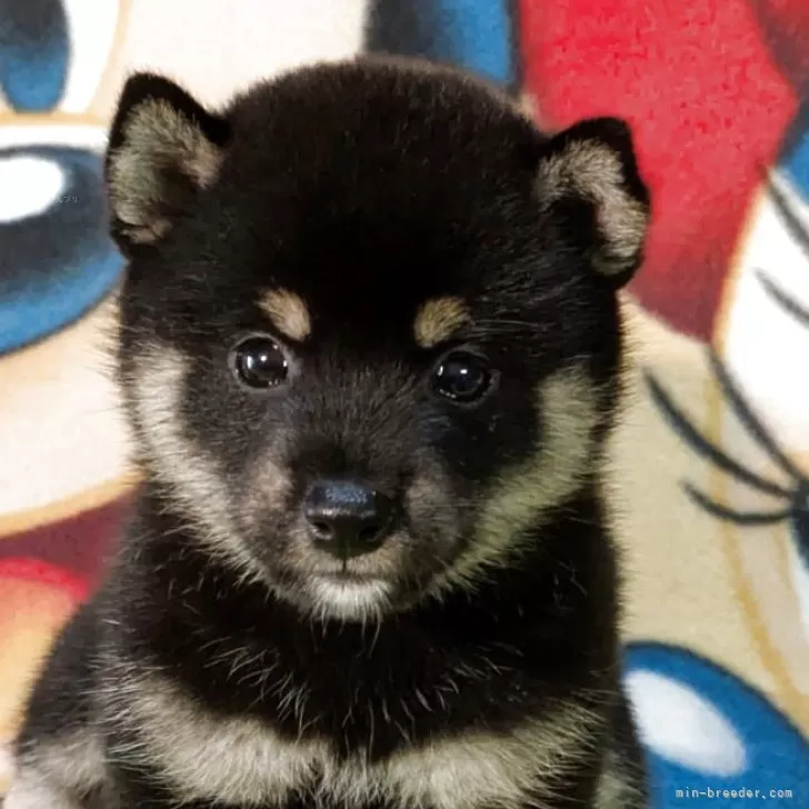 M.D 様のお迎えした子犬