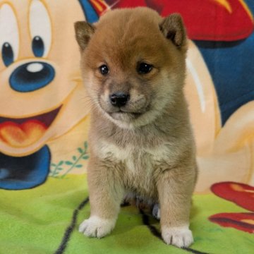 柴犬(豆柴)【静岡県・男の子・2024年11月2日・赤】の写真「母さん似の可愛いくて優しい男の子」