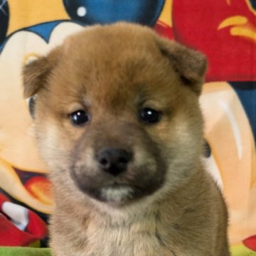 柴犬(標準サイズ)【静岡県・女の子・2024年10月18日・赤】の写真「きれいな赤毛の女の子」