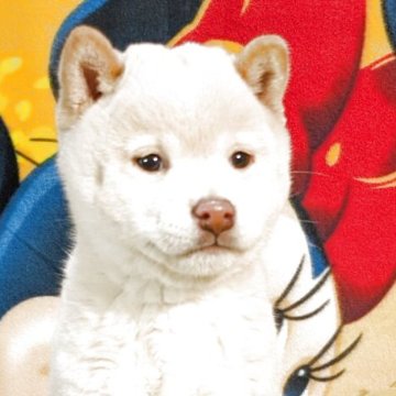 柴犬(豆柴)【静岡県・男の子・2025年9月11日・白】の写真「シロクマくんじゃありませんよ。
可愛いでしょ。」