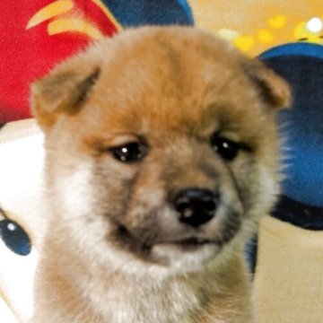 柴犬(標準サイズ)【静岡県・女の子・2025年5月17日・赤】の写真「母さん似の可愛い女の子」