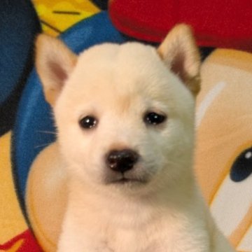 柴犬(豆柴)【静岡県・男の子・2025年6月14日・白】の写真「おっとりした母親似の可愛い男の子です」