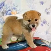 柴犬(標準サイズ)【静岡県・女の子・2025年5月17日・赤】の写真5